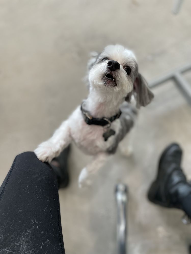 DOGHOUSE GROOMING Updated March 2024 80 Photos & 20 Reviews 593