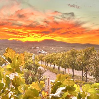 Charron Vineyards - Charron Vineyards famous sunsets - Wineries Near Me - Vail, Arizona Charron Vineyards - Charron Vineyards famous sunsets - Wineries Near Me - Vail, Arizona