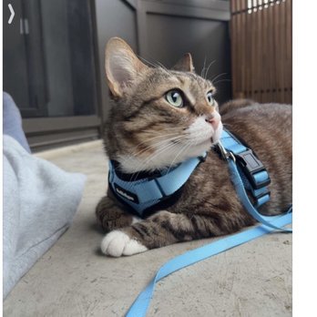 Good Vets - Veterinarians Near Me - Arlington, Virginia
