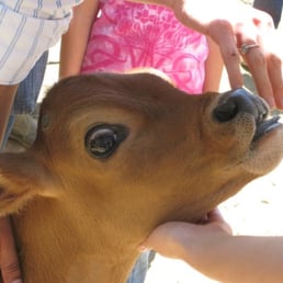 One of the baby calves One of the baby calves
