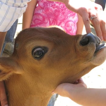 Animal Place - One of the baby calves - Animal Shelters Near Me - Grass Valley, California Animal Place - One of the baby calves - Animal Shelters Near Me - Grass Valley, California