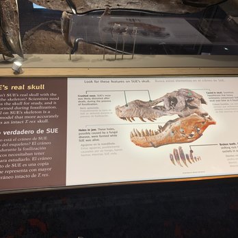 Field Museum - Information about Sue's real head - Museums Near Me - Chicago, Illinois