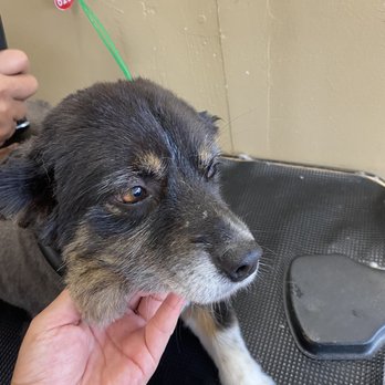 Pawfect Express Pet Spa - Freshly cut - Pet Groomers Near Me - Montebello, California