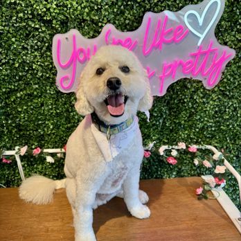 Neon Dog - Isn't he handsome post groom?!?! - Pet Groomers Near Me - Norwalk, Connecticut Neon Dog - Isn't he handsome post groom?!?! - Pet Groomers Near Me - Norwalk, Connecticut
