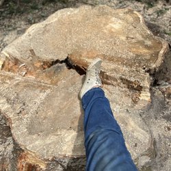 Arbor Smith Tree Service - This shows the size of the tree.  Six feet across.