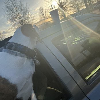Bad Daddy's Burger Bar - Dog that was patiently listening to music in AC while we ate, rolled down window he immediately sensed leftover deliciousness on the hood! - Bars Near Me - Montgomery, Alabama Bad Daddy's Burger Bar - Dog that was patiently listening to music in AC while we ate, rolled down window he immediately sensed leftover deliciousness on the hood! - Bars Near Me - Montgomery, Alabama