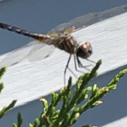 Family Termite & Pest Control