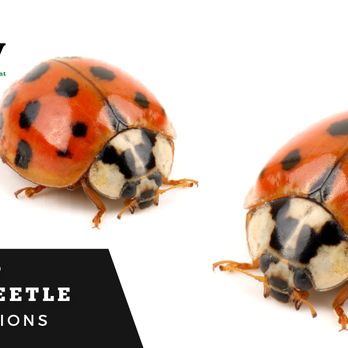 Valley Pest Control - Pest Control Near Me - Oshkosh, Wisconsin Valley Pest Control - Pest Control Near Me - Oshkosh, Wisconsin
