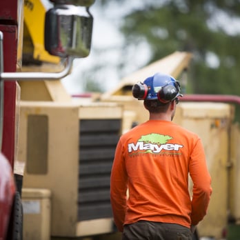 Mayer Tree Services - Mayer Tree Service in Beverly - Tree Services Near Me - Essex, Massachusetts Mayer Tree Services - Mayer Tree Service in Beverly - Tree Services Near Me - Essex, Massachusetts