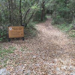 Sullivan’s Island Beach Station 16 - Offshoot nature trail
