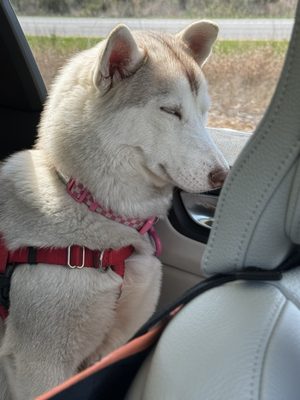 Canalside Inn by null