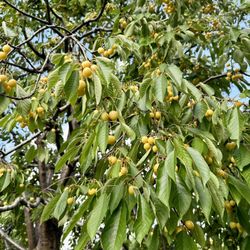 Lee Turkey Farm - Yellow cherries
