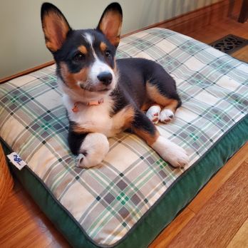 All Pine Corgis - Holly, loving her special puppy bed! - Pet Breeders Near Me - Franklin, Indiana All Pine Corgis - Holly, loving her special puppy bed! - Pet Breeders Near Me - Franklin, Indiana