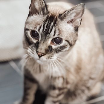 Wags and Whiskers - Sweet Enzo! - Pet Sitting Near Me Wags and Whiskers - Sweet Enzo! - Pet Sitting Near Me