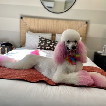Paws on Pelham - Hotels Near Me - Newport, Rhode Island Paws on Pelham - Hotels Near Me - Newport, Rhode Island