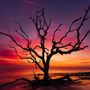 Photo of Saint Simons Island Tours