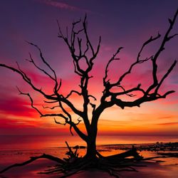 Saint Simons Island Tours - Driftwood beach