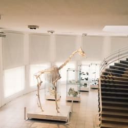 Museo de Ciencias Naturales y Antropología Moyano - Main floor architecture
