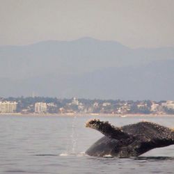 Magic Charters - Whales feel naturally comfortable around the sailboat