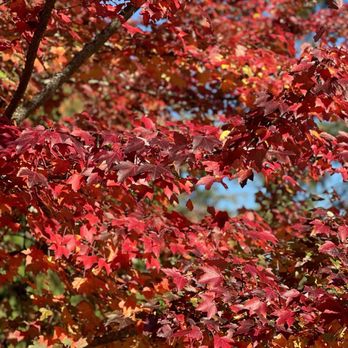 Lake Sammamish State Park - Those PNW leaves. - Parks Near Me - Issaquah, Washington
