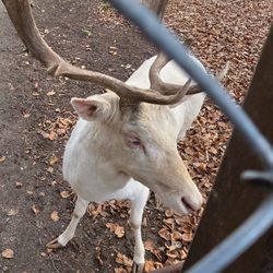 Wildpark Dünnwald