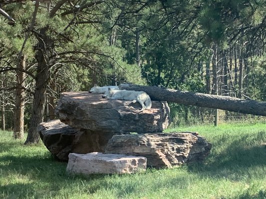 Bear Country USA by null