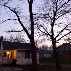 Beyer Enterprises Tree Service - Believe me these trees look smaller in this picture than they are.  You can see how tall they are