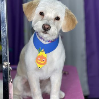 Just Tiny Paws Dog Grooming - Pet Groomers Near Me