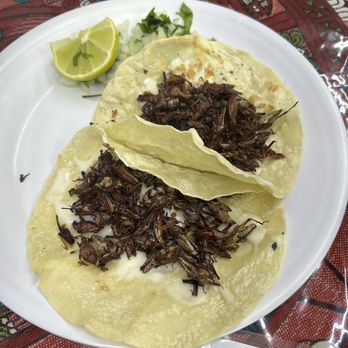 Mi Sazon Oaxaca - two tortillas on a plate - Mexican Near Me - Dallas, Texas Mi Sazon Oaxaca - two tortillas on a plate - Mexican Near Me - Dallas, Texas