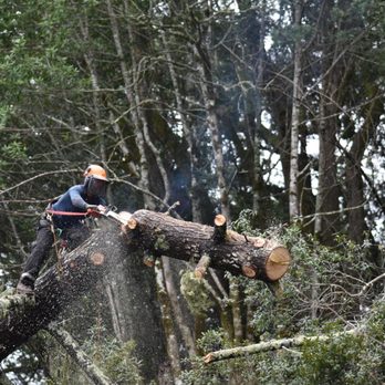 Raphael's Tree Service - Tree Services Near Me Raphael's Tree Service - Tree Services Near Me