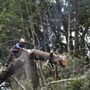 Photo of Raphael's Tree Service