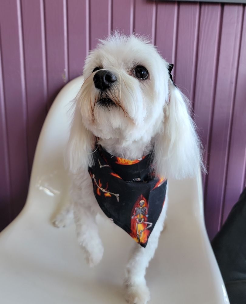 RESA’S K9 SALON Updated August 2024 72 Photos & 36 Reviews 8004