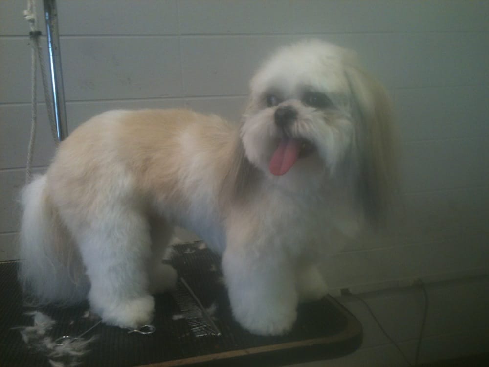 MICHELLE’S PET SPA Updated June 2024 712 Old Hwy 78 W, Jasper