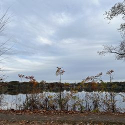 Jamaica Pond - Pond