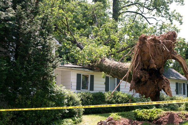 Tree Removal - Our expert tree removal services can help you clear the unwanted trees from your property. We can clear away dead trees, damaged trees, sick or diseased trees, or trees that have become dangerous or propose problems to your home, foundations or other structures on your property.
Possible Reasons for Tree Removal Service;
Foundation Damage Caused by Tree Roots
Tree Clearing for New Structures and Buildings
Tree Removal for New Construction
Storm Damaged Tree Removal
Diseased Tree Removal
Dead Tree Removal
Emergency Tree Removal
Dangerous Tree Removal Tree Removal - Our expert tree removal services can help you clear the unwanted trees from your property. We can clear away dead trees, damaged trees, sick or diseased trees, or trees that have become dangerous or propose problems to your home, foundations or other structures on your property.
Possible Reasons for Tree Removal Service;
Foundation Damage Caused by Tree Roots
Tree Clearing for New Structures and Buildings
Tree Removal for New Construction
Storm Damaged Tree Removal
Diseased Tree Removal
Dead Tree Removal
Emergency Tree Removal
Dangerous Tree Removal