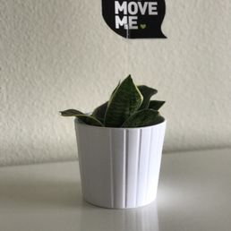 Our house-warning plant! Our house-warning plant!