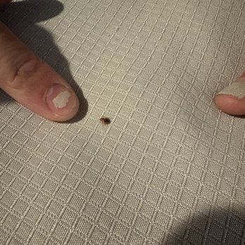Journey Inn - Bed bugs - Hotels Near Me - Woodland, California Journey Inn - Bed bugs - Hotels Near Me - Woodland, California