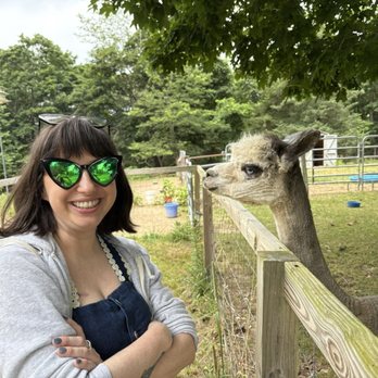 Red Barn Farm - Callie the alpaca! - Attraction Farms Near Me - Baiting Hollow, New York Red Barn Farm - Callie the alpaca! - Attraction Farms Near Me - Baiting Hollow, New York