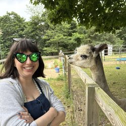 Callie the alpaca!