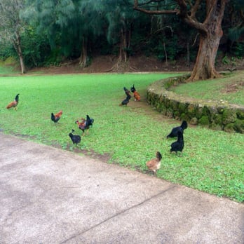 Nu'uanu Pali State Wayside - Parks Near Me Nu'uanu Pali State Wayside - Parks Near Me