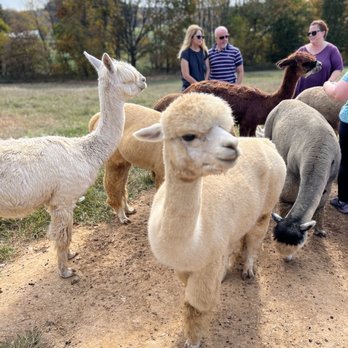 Breezy Hill Farm - Attraction Farms Near Me - Woodbine, Maryland