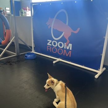 Zoom Room Dog Training - Pet Training Near Me - Belmont, California Zoom Room Dog Training - Pet Training Near Me - Belmont, California