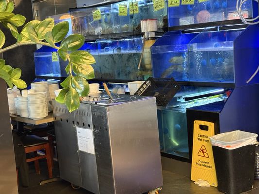 Golden Phoenix by null