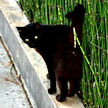 Venice Canals - This people-friendly cat seems to be a resident of the canals. - Landmarks & Historical Buildings Near Me - Venice, California