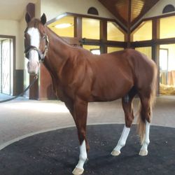 Three Chimneys Farm - Will Take Charge