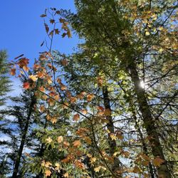 Ape Cave - First signs of fall colors