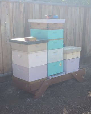 Beehive Management - Oversaw the health and productivity of multiple beehives through regular inspections, pest and disease control, and careful hive maintenance. Applied best practices in hive placement, seasonal care, and sustainable harvesting to support strong colony growth and maximize honey yield. Experienced in monitoring hive performance, implementing feeding and treatment protocols, and promoting safe, responsible beekeeping methods. Excellent record of maintaining thriving bee populations and ensuring optimal conditions for both pollination and honey production