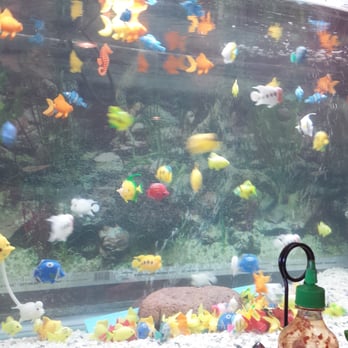 Sala Thai - The fish tank! - Thai Near Me - Phoenix, Arizona