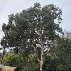 Select Tree Service - Before And After
Eucalyptus Tree Trim