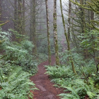 High Point Trailhead - The foggy path between WT2 and WT3. So Twilight lolol - Hiking Near Me - Issaquah, Washington